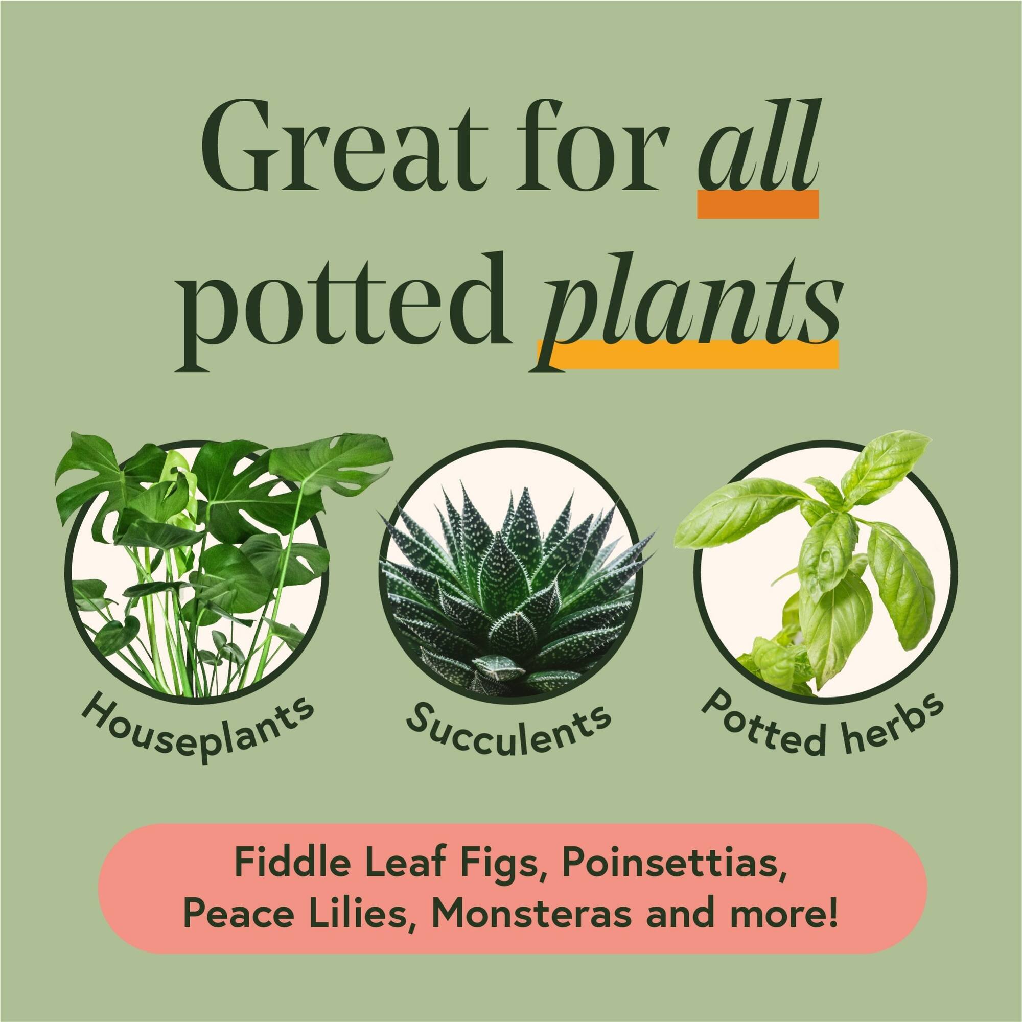 We The Wild™ Houseplant Essentials Kit Organic Easy 3-Step Care